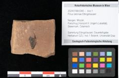Foto (Objekt + Etikett) von Pinus latoniae Ettingshausen (NHMW-GEO-2024-0188-0340)